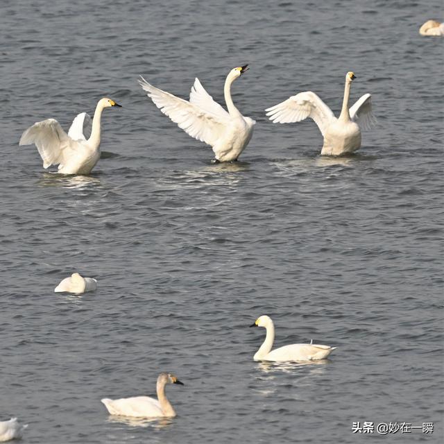 石家庄滹沱河天鹅湖(天鹅起舞滹沱河)(33)
