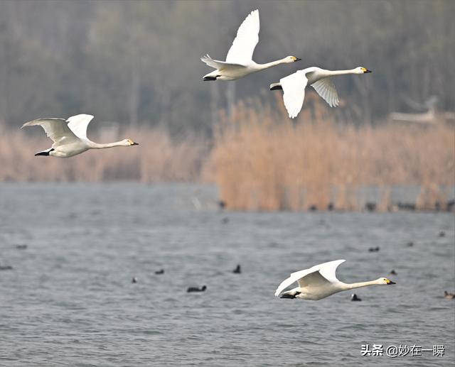 石家庄滹沱河天鹅湖(天鹅起舞滹沱河)(9)