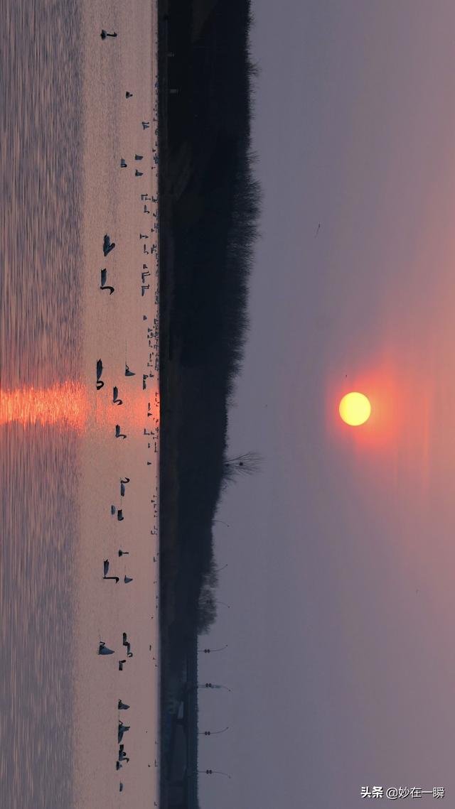 石家庄滹沱河天鹅湖(天鹅起舞滹沱河)(54)
