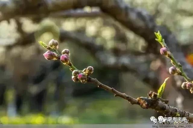 花鸟工笔画的基本步骤（工笔花鸟画法合集）(10)