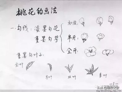 ​花鸟工笔画的基本步骤（工笔花鸟画法合集）