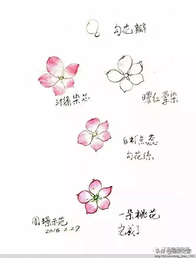 花鸟工笔画的基本步骤（工笔花鸟画法合集）(3)