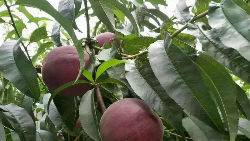 黑桃皇后桃树品种介绍1（黑桃皇后桃树品种介绍）