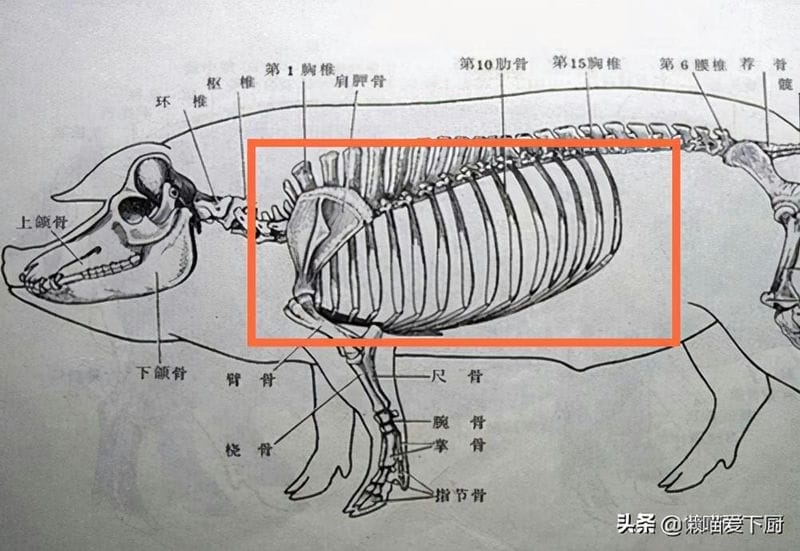 猪前排肉和后排的区别（猪前排好还是后排好吃）