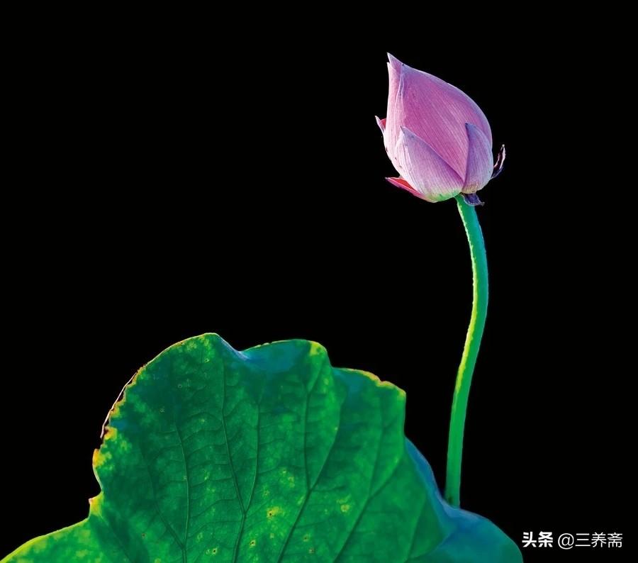 小池宋杨万里诗中描写了哪些景物（诗词小池写了哪些景物）
