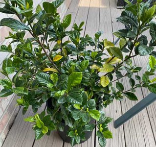 ​栀子花叶子发黄干枯掉叶子怎么办，5个办法轻松解决