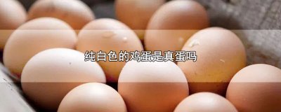 ​纯白色的鸡蛋是真蛋吗，辨别真假鸡蛋的方法