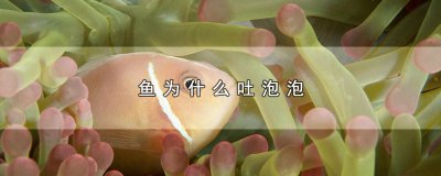 ​鱼为什么吐泡泡，讲解鱼吐泡泡的作用