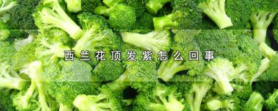​西兰花顶发紫怎么回事