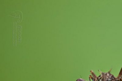 ​人皮蝇中国分布