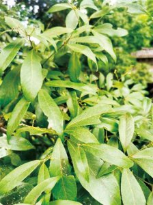 ​澹泊敬诚价格表42度(澹泊敬诚酒38度价格)