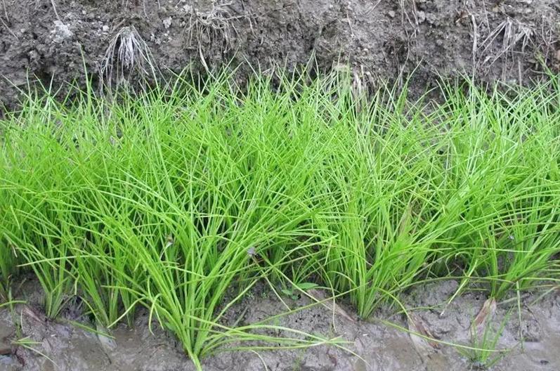 中华水韭有什么用（植物中的熊猫是哪种植物）