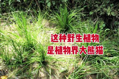 ​中华水韭有什么用（植物中的熊猫是哪种植物）