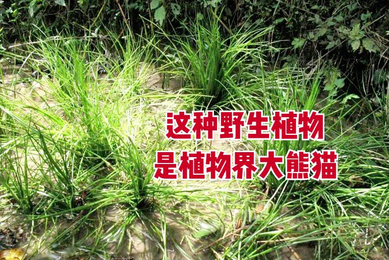 中华水韭有什么用（植物中的熊猫是哪种植物）