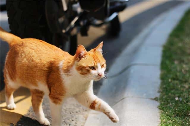 橘猫为啥不能养(橘猫千万不能养为什么)