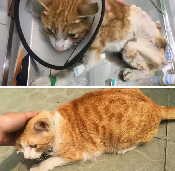 橘猫为啥不能养(橘猫千万不能养为什么)