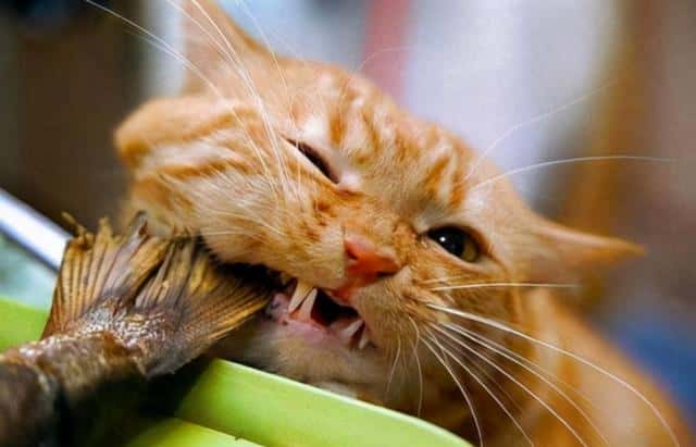 橘猫为啥不能养(橘猫千万不能养为什么)