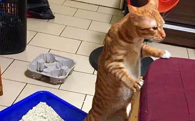 橘猫为啥不能养(橘猫千万不能养为什么)