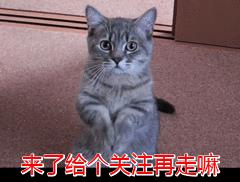 橘猫为啥不能养(橘猫千万不能养为什么)
