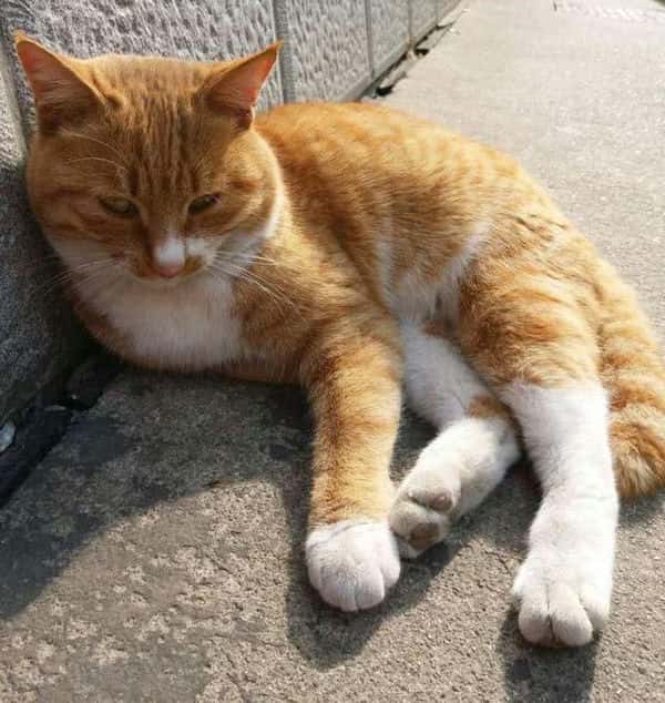 橘猫为啥不能养(橘猫千万不能养为什么)