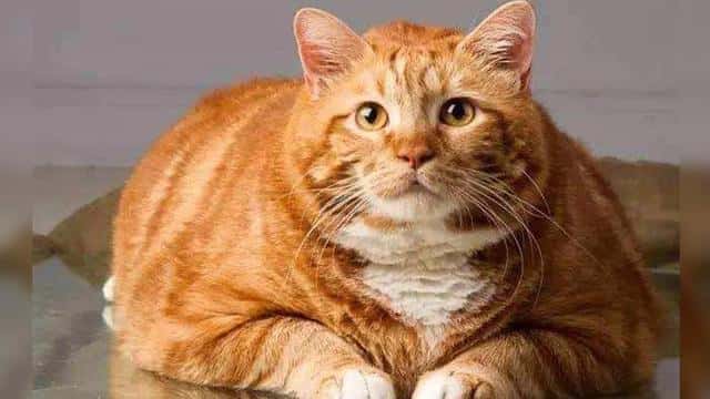 橘猫为啥不能养(橘猫千万不能养为什么)