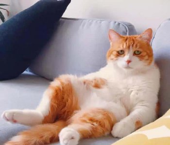 ​橘猫为啥不能养（橘猫千万不能养为什么）