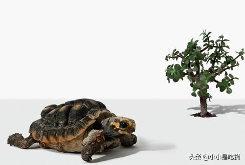 人为啥不吃乌龟（乌龟肉能吃吗）