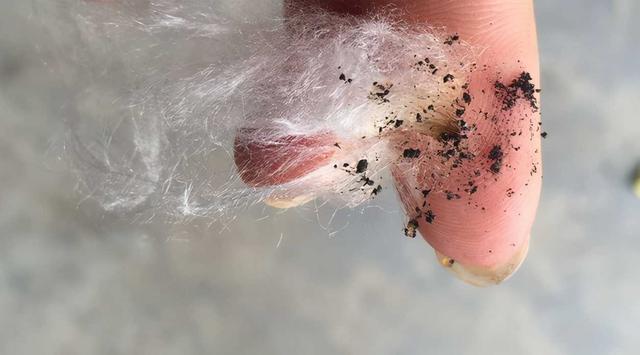 蚕丝被真假的鉴别方法(真假蚕丝怎么分辨)(5)