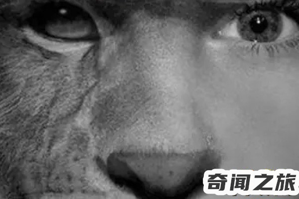 揭秘猫脸老太太事件真相,吃小孩的猫脸老太太