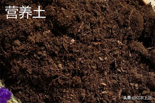 基质土的配制方法(基质生产简单方法)