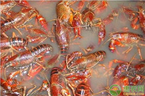 龙虾怎么养殖好(怎样养龙虾的基本知识)