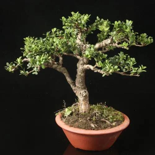 冬青是什么植物(冬青是花还是树)