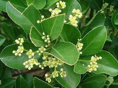 冬青是什么植物(冬青是花还是树)