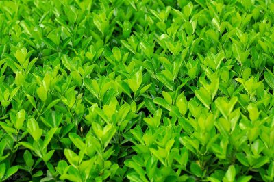 ​冬青是什么植物(冬青是花还是树)