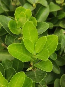 冬青是什么植物(冬青是花还是树)