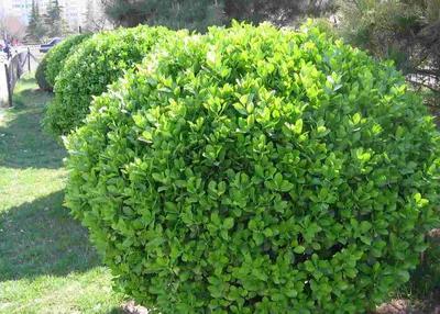 冬青是什么植物(冬青是花还是树)