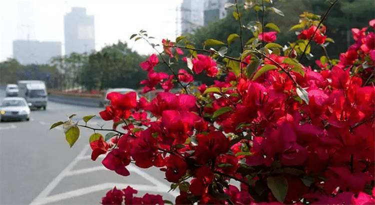 深圳的市花是哪个花(象征着什么)