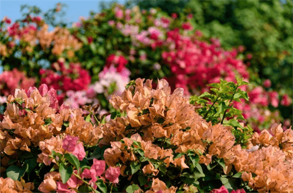 深圳的市花是哪个花(象征着什么)