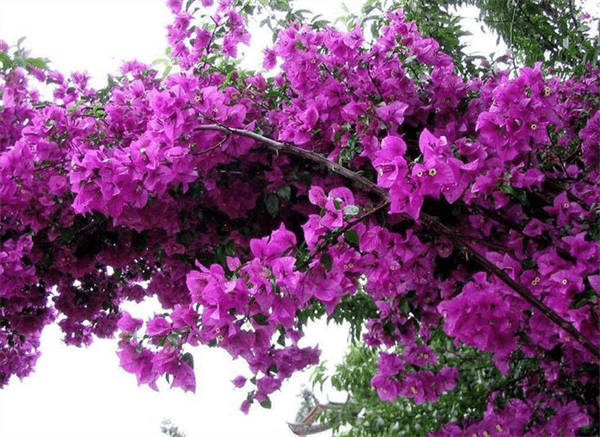 深圳的市花是哪个花(象征着什么)
