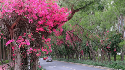 ​深圳的市花是哪个花(象征着什么)