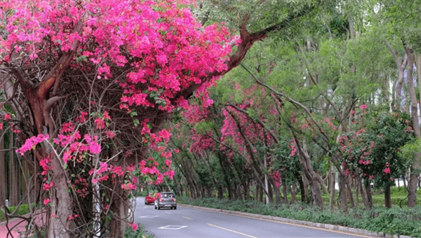 深圳的市花是哪个花(象征着什么)