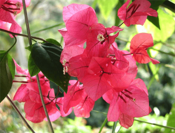 深圳的市花是哪个花(象征着什么)