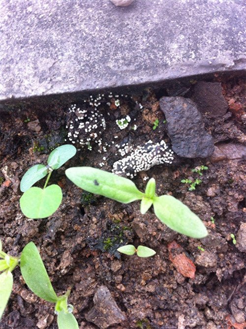 土壤板结如何快速改良(土壤太硬怎样变松散)