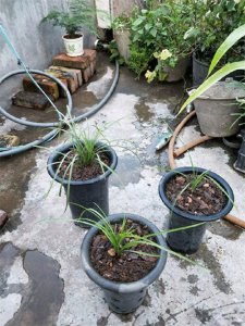 ​土壤板结如何快速改良(土壤太硬怎样变松散)