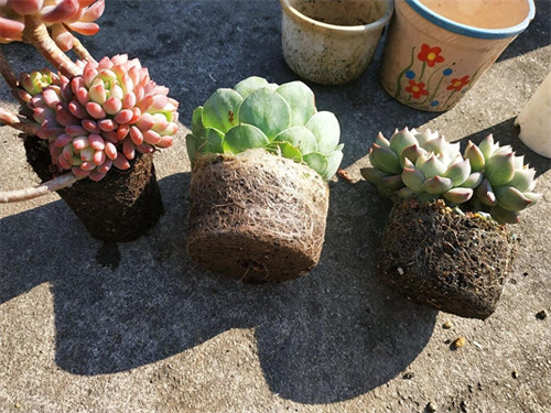 土壤板结如何快速改良(土壤太硬怎样变松散)