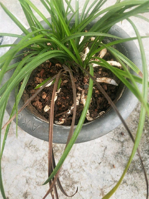 土壤板结如何快速改良(土壤太硬怎样变松散)