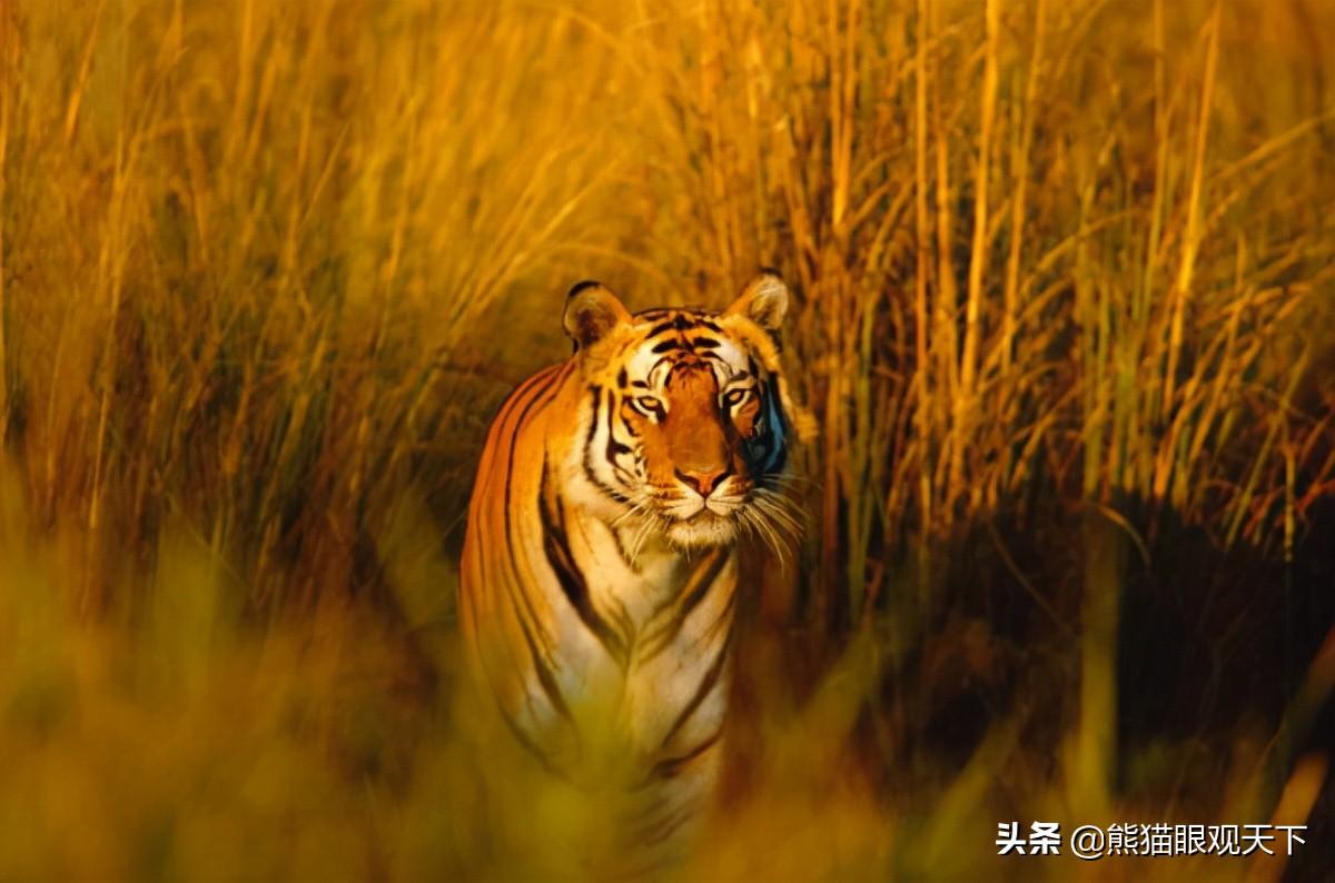 成年老虎体重多少(老虎体重一般有多少斤)