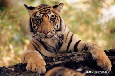 ​成年老虎体重多少(老虎体重一般有多少斤)