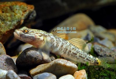 ​虾虎鱼是什么鱼 虾虎鱼怎么养？