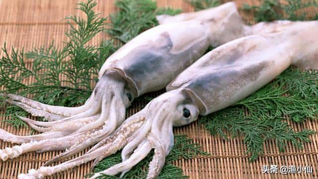 海洋中,章鱼有几个触手-(海洋中章鱼有几只触手)